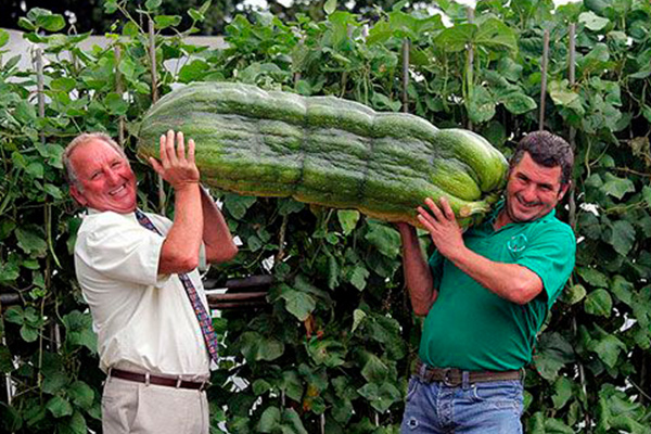 Giant vegetables