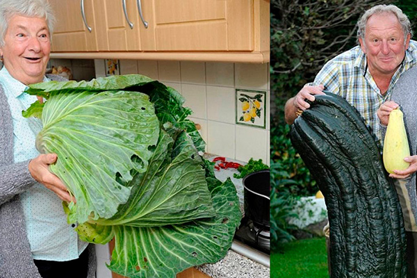 Giant vegetables